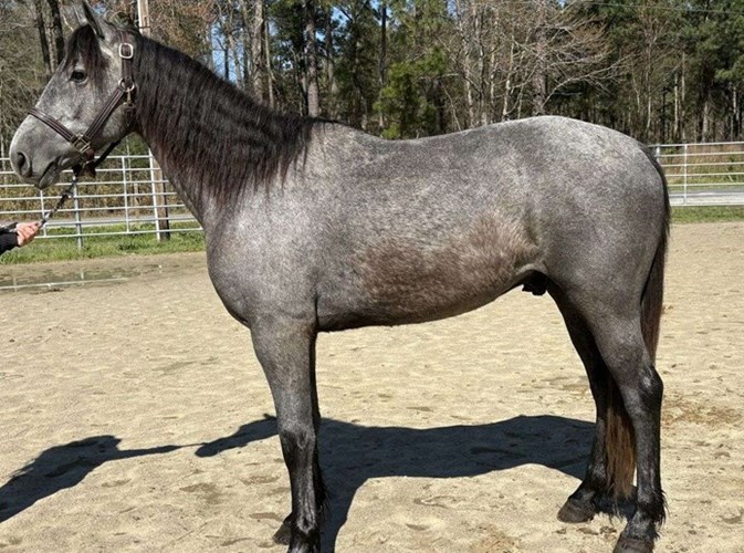 Grey Quarter Horse Gelding Grey Quarter Horse Gelding
