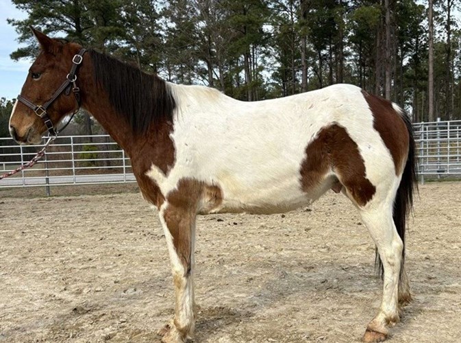 Pinto Paint Gelding Pinto Paint Gelding