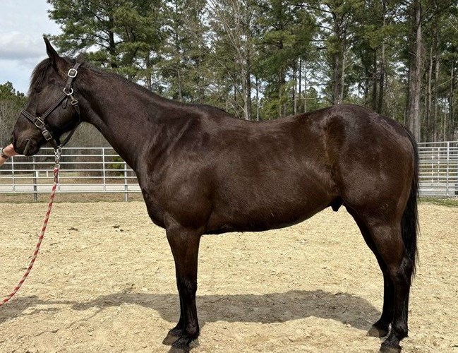 Black Quarter Horse Gelding Black Quarter Horse Gelding