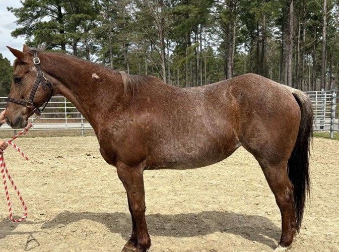 Red Roan Quarter Horse Mare Red Roan Quarter Horse Mare
