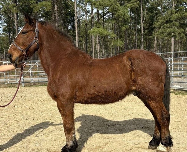 Bay Draft Gelding Bay Draft Gelding