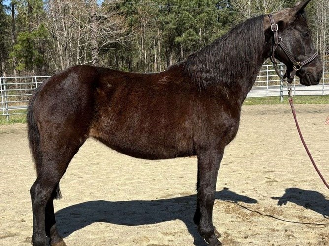 Black Morgan Mare Black Morgan Mare