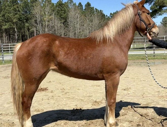 Sorrel Draft Mare Sorrel Draft Mare