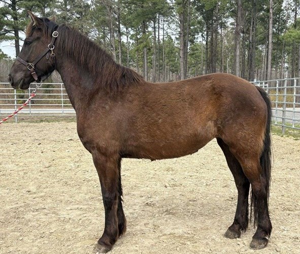 Black Friesian Mare Black Friesian Mare