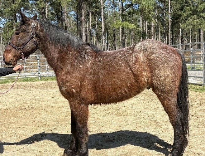 Bay Roan Draft Gelding Bay Roan Draft Gelding