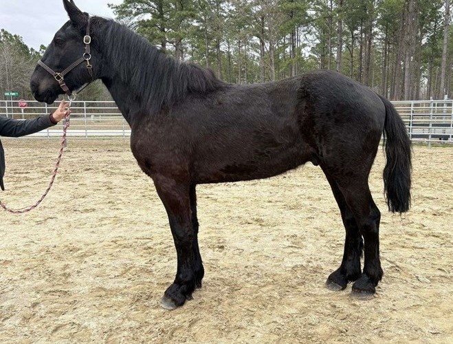 Black Percheron Gelding Black Percheron Gelding