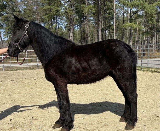 Black Morgan Gelding Black Morgan Gelding