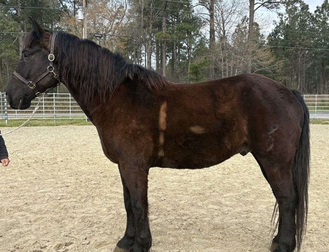 Black Draft Gelding Black Draft Gelding