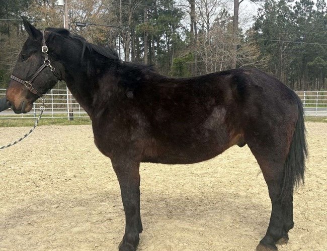 Black Draft Gelding Black Draft Gelding