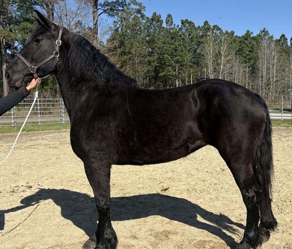 Black Percheron Mare Black Percheron Mare