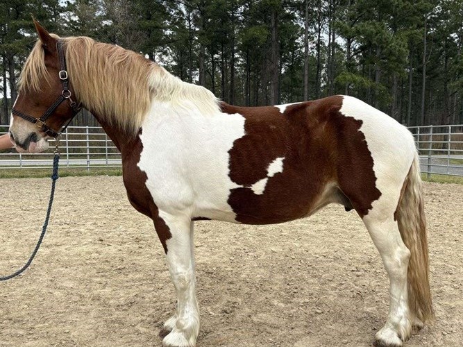 Pinto Draft Mare Pinto Draft Mare