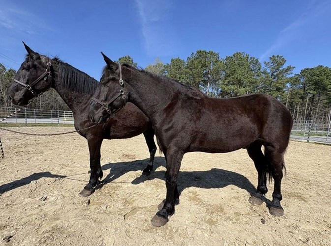 Black Percheron Gelding Black Percheron Gelding