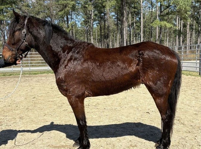 Bay Draft Gelding Bay Draft Gelding