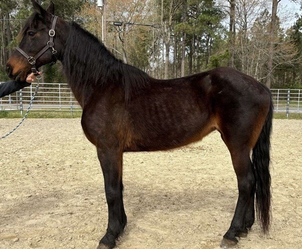 Bay Morgan Mare Bay Morgan Mare