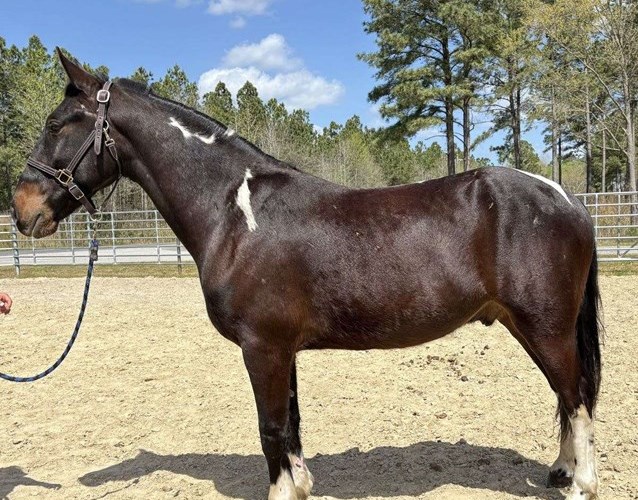Pinto Paint Gelding Pinto Paint Gelding