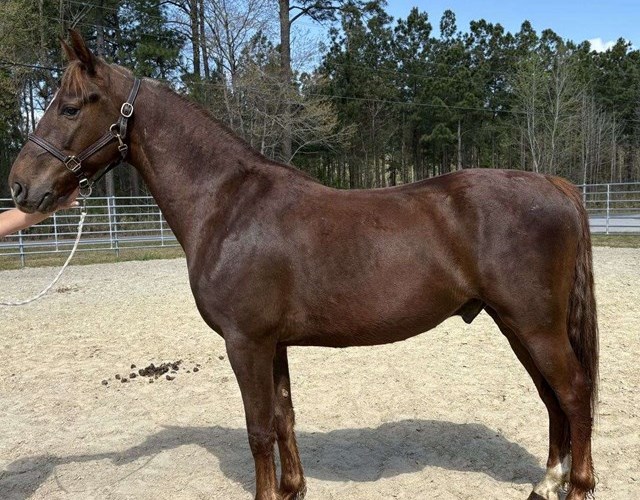 Sorrel Morgan Gelding Sorrel Morgan Gelding