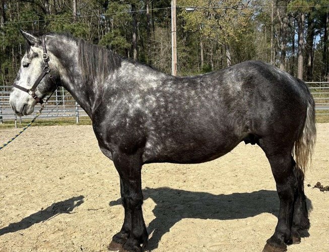 Grey Percheron Gelding Grey Percheron Gelding