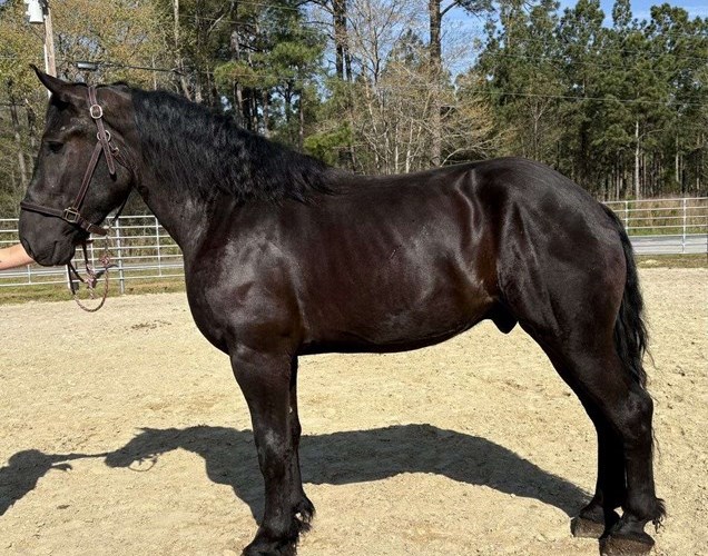 Black Percheron Gelding Black Percheron Gelding