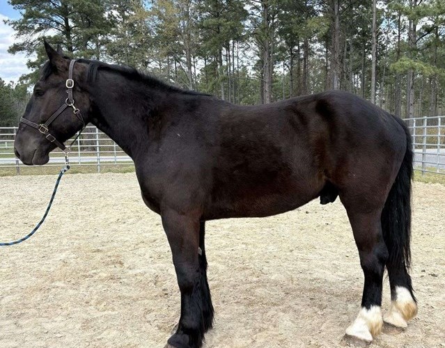 Percheron Gelding Percheron Gelding