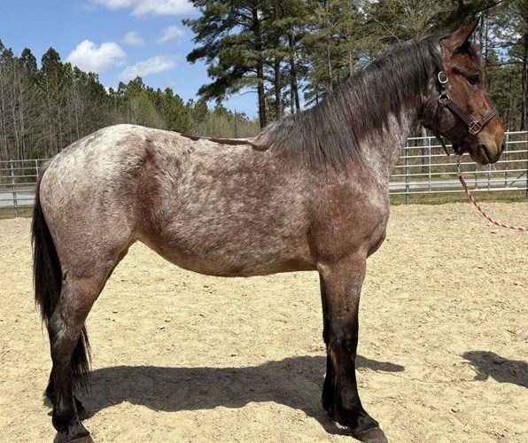 Bay Roan Draft Mare Bay Roan Draft Mare