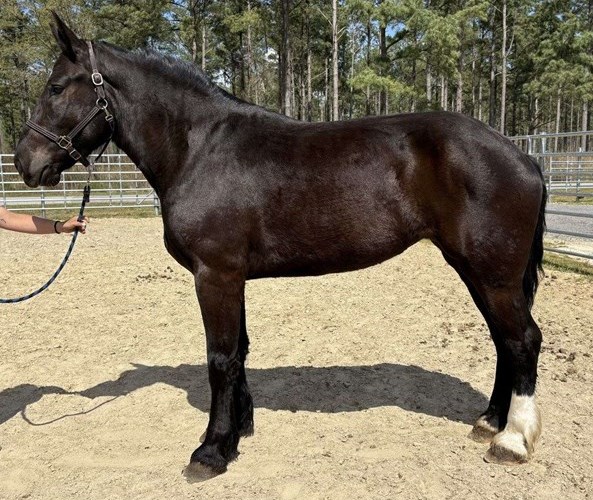 Black Percheron Mare Black Percheron Mare