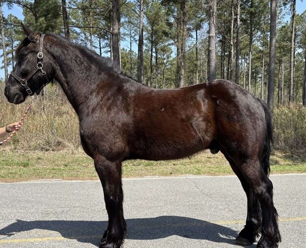 Black Draft Gelding Black Draft Gelding