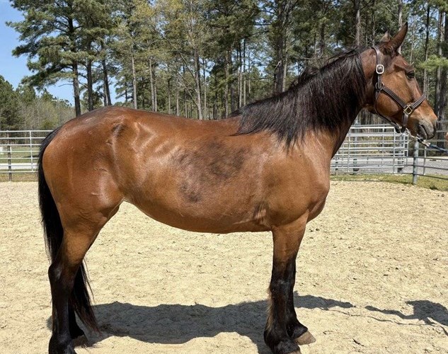 Bay Draft Mare Bay Draft Mare