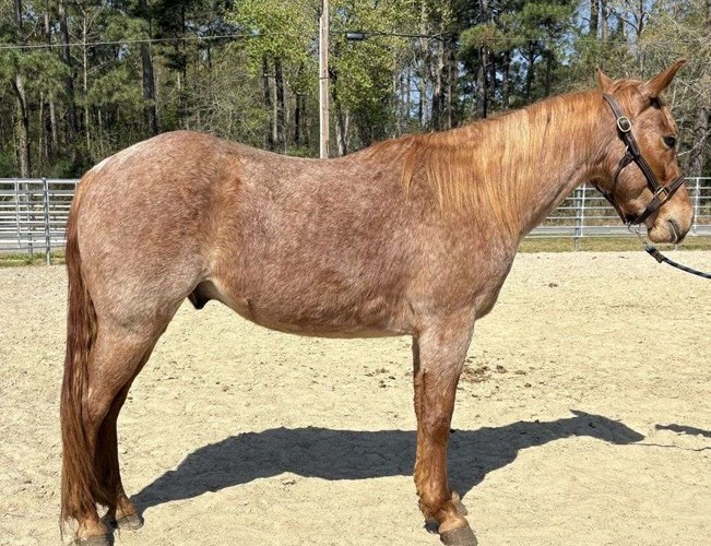 Red Roan Quarter Horse Gelding Red Roan Quarter Horse Gelding
