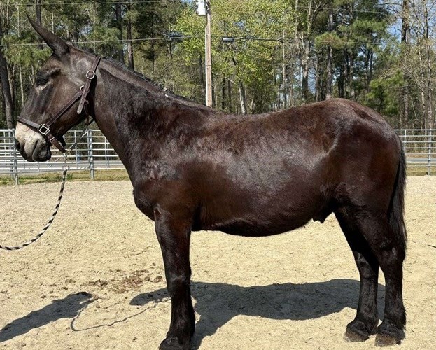 Black Mule Gelding Black Mule Gelding