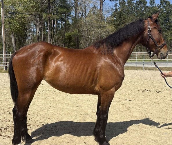 Bay Draft Mare Bay Draft Mare