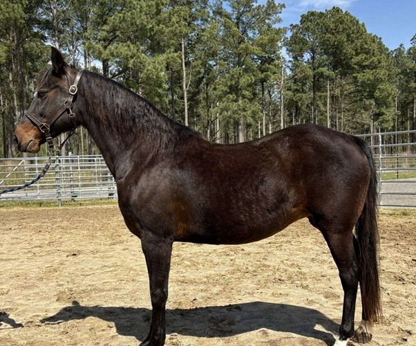 Bay Morgan Mare Bay Morgan Mare