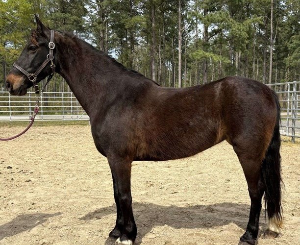 Bay Morgan Mare Bay Morgan Mare