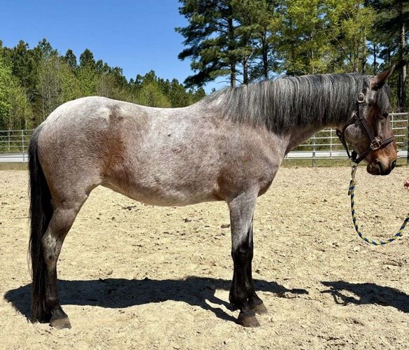 Bay Roan Quarter Horse Mare Bay Roan Quarter Horse Mare