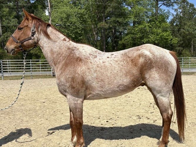 Red Roan Quarter Horse Gelding Red Roan Quarter Horse Gelding
