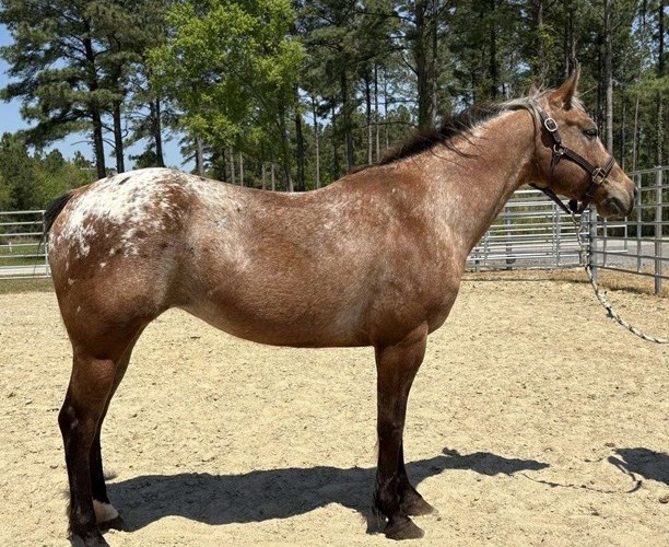 Brown Appaloosa Mare Brown Appaloosa Mare