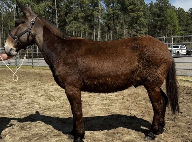 Black Mule Gelding Black Mule Gelding