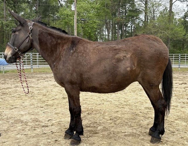 Black Mule Mare Black Mule Mare