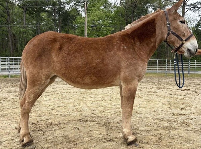 Sorrel Mule Mare Sorrel Mule Mare