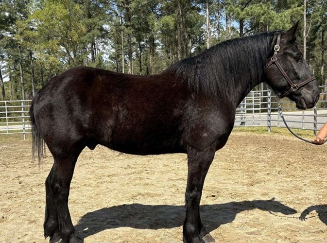 Black Percheron Gelding Black Percheron Gelding