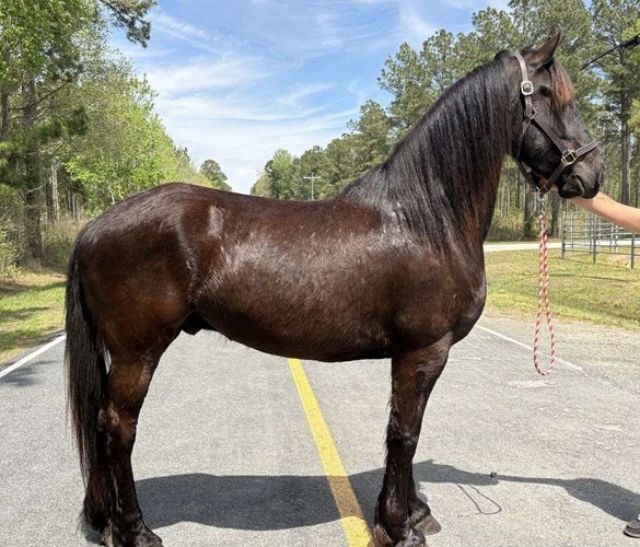 Black Friesian Gelding Black Friesian Gelding