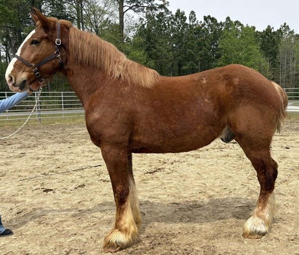 Sorrel Belgian Gelding Sorrel Belgian Gelding