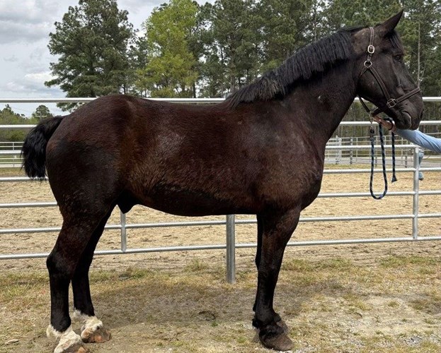 Black Percheron Gelding Black Percheron Gelding