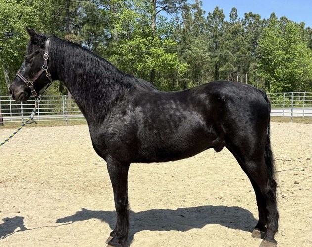 Black Morgan Gelding Black Morgan Gelding