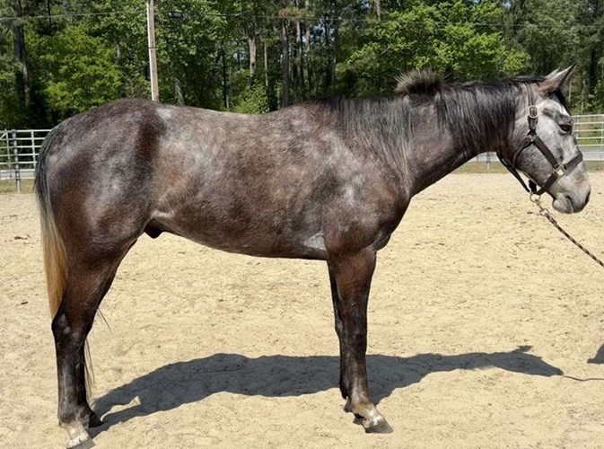 Grey Appendix Gelding Grey Appendix Gelding