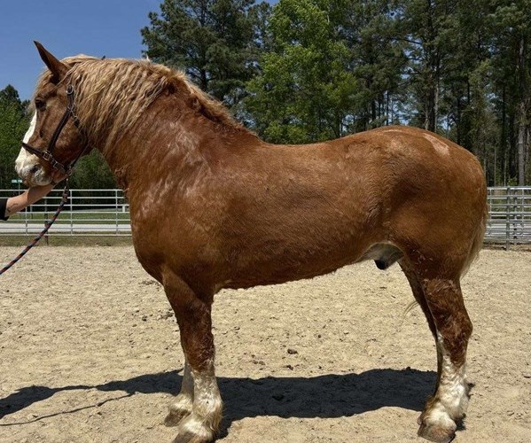 Sorrel Belgian Gelding Sorrel Belgian Gelding