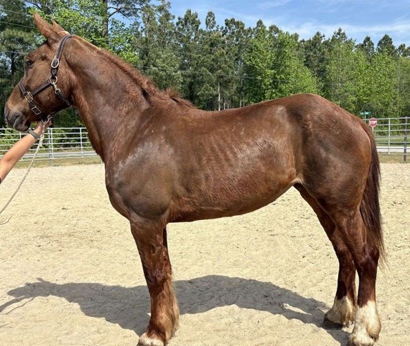 Sorrel Draft Mare Sorrel Draft Mare