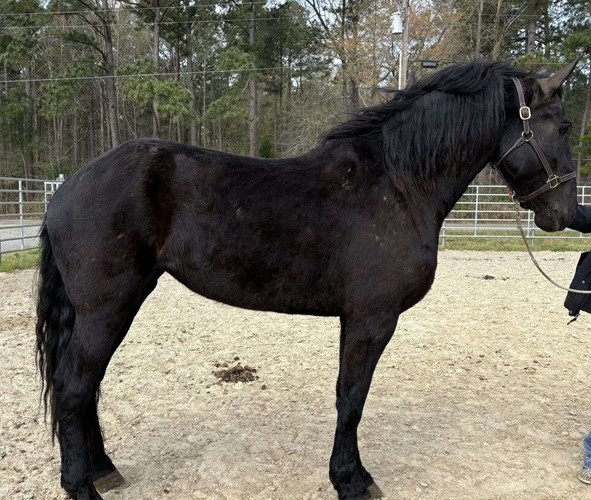 Black Draft Mare Black Draft Mare