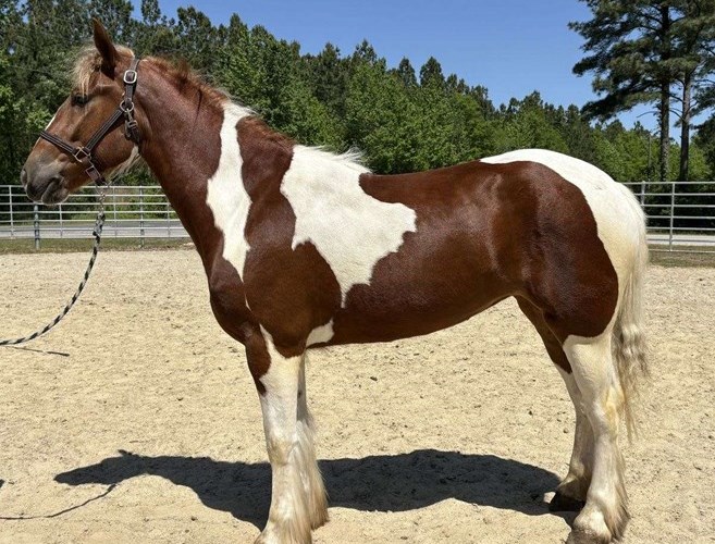 Pinto Gypsy Vanner Mare Pinto Gypsy Vanner Mare