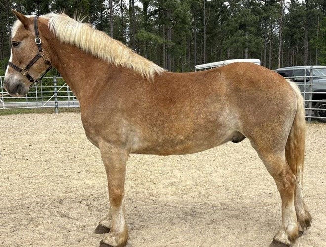 Sorrel Haflinger Gelding Sorrel Haflinger Gelding
