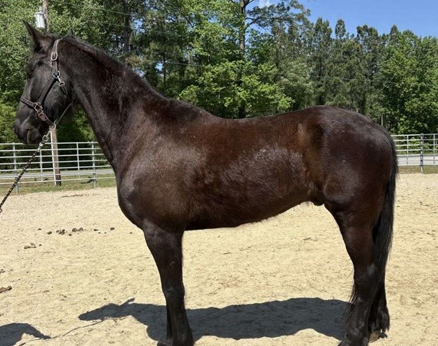 Black Friesian Gelding Black Friesian Gelding